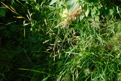 Poeae