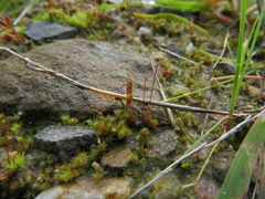 Bryum coronatum