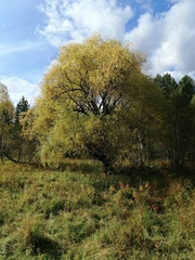 Salix rorida