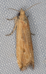 Bactra verutana