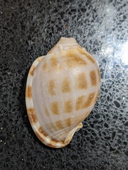 Phalium areola