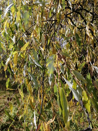 Image of Salix rorida by no rights reserved