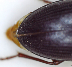 Tenebrionidae