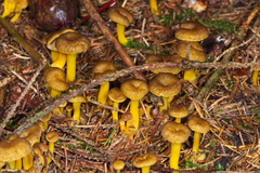 Craterellus tubaeformis