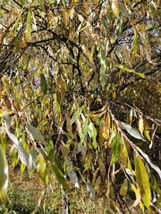Salix rorida