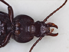 Tenebrionidae