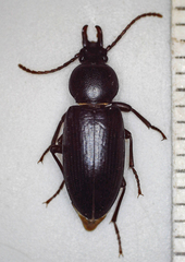 Tenebrionidae