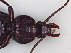 Tenebrionidae