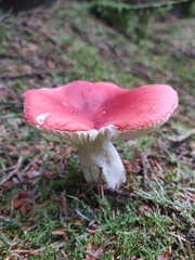 Russula emetica