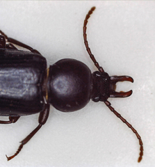 Tenebrionidae