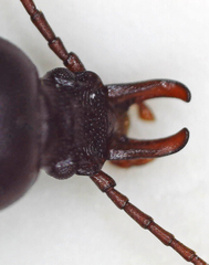 Tenebrionidae