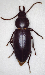 Tenebrionidae