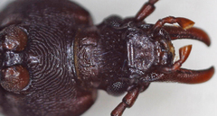 Tenebrionidae