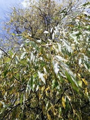 Salix rorida