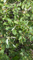 Salix aurita