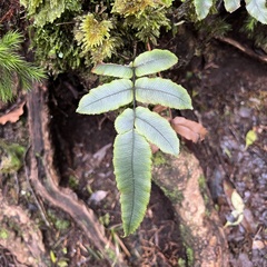 Blechnum procerum