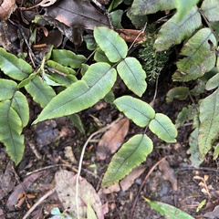 Blechnum procerum