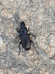 Pterostichus