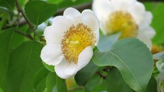 Oncoba spinosa