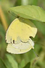 Eurema hecabe