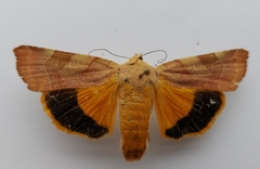 Noctua fimbriata