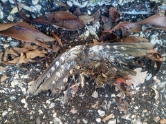 Dendrocopos major