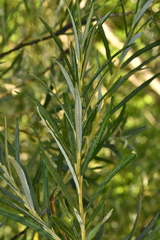 Salix eleagnos
