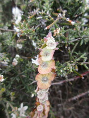 Maireana trichoptera