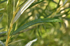 Salix eleagnos