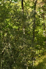 Salix eleagnos