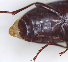 Tenebrionidae