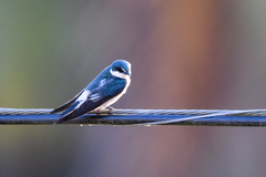 Tachycineta albilinea