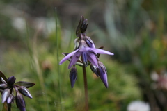 Gentianella rapunculoides
