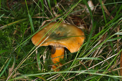 Lactarius deterrimus