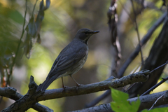 Turdus atrogularis