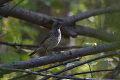 Turdus atrogularis