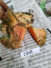 Lactarius deterrimus