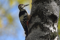 Dendrocopos leucotos