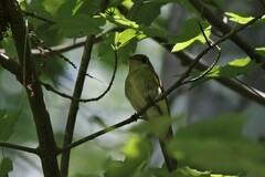 Empidonax virescens