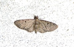 Eupithecia