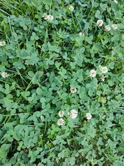 Trifolium repens