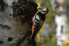 Dendrocopos leucotos