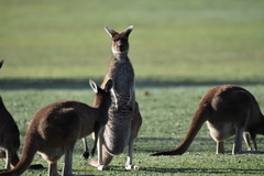 Macropus fuliginosus