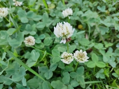 Trifolium repens