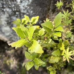 Phyllocladus alpinus