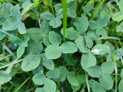Trifolium repens