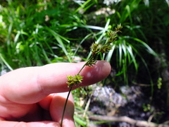 Carex elongata