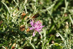 Centaurea aspera