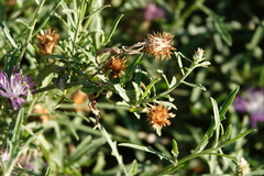 Centaurea aspera