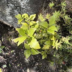 Phyllocladus alpinus